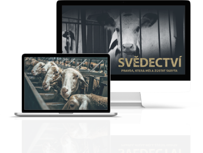 Svědectví